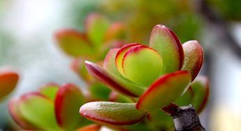 Piante grasse, se le vedi secche e cadenti la soluzione che cerchi è questa