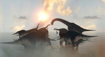Isola di Wight: scoperti resti di animali sconosciuti