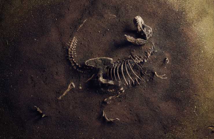 fossile sconosciuto isola di Wight