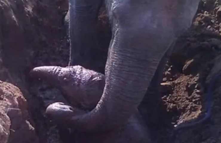 elefantessa scava e salva un cucciolo