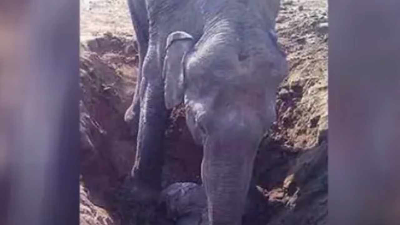 elefantessa scava buca