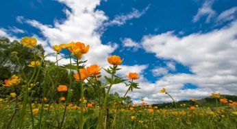 Non far morire le piante quando sei in vacanza: ti basteranno due cose