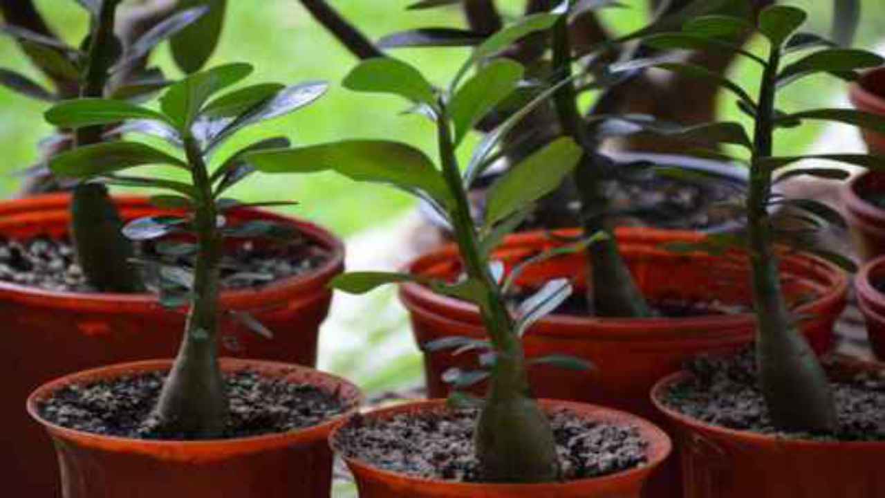 creare bonsai albero giada