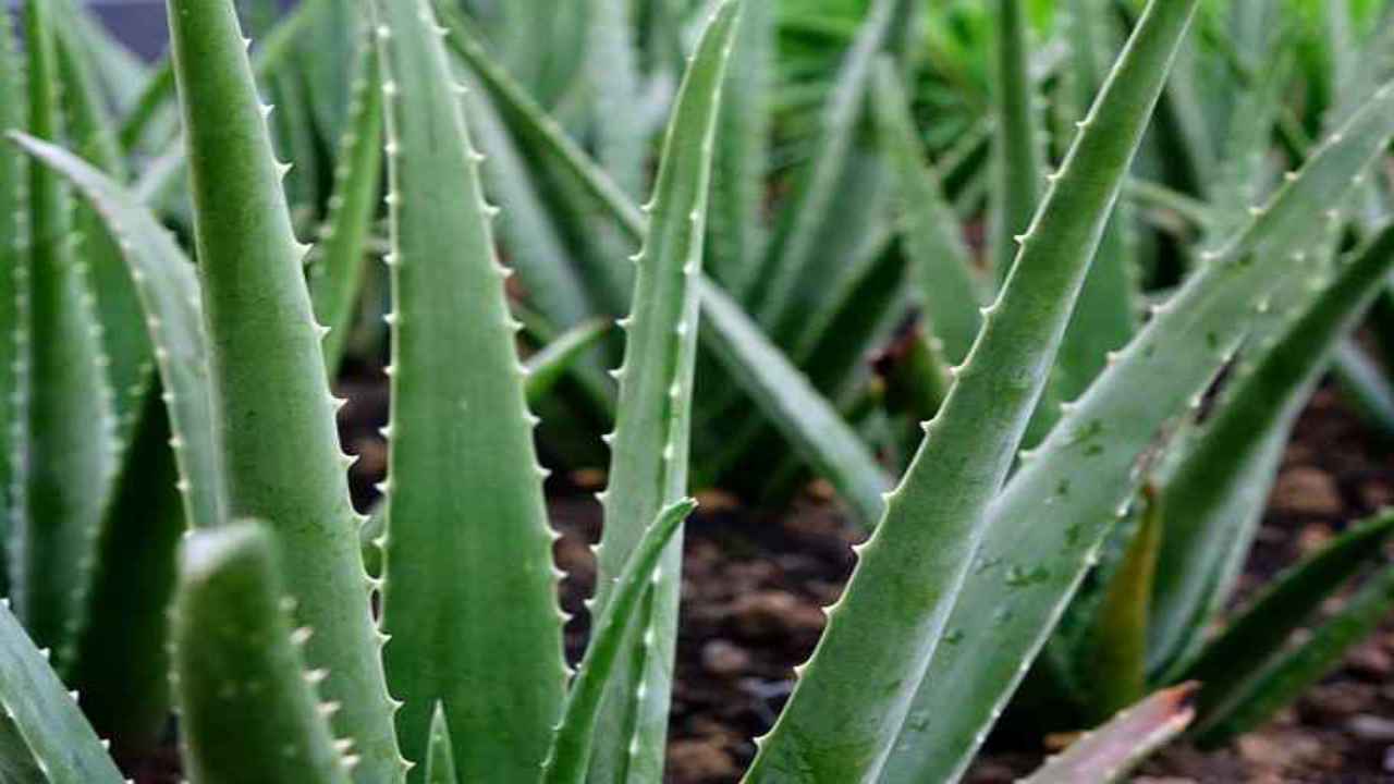 quanto annaffiare aloe