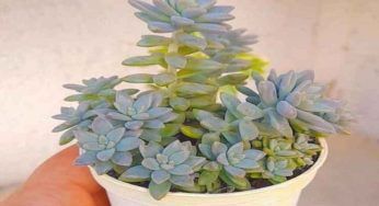 Graptopetalo, foglie secche che cadono: perchè accade