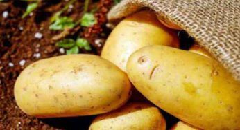 Dorifora, un pericolo per le piante di patate: come proteggerle