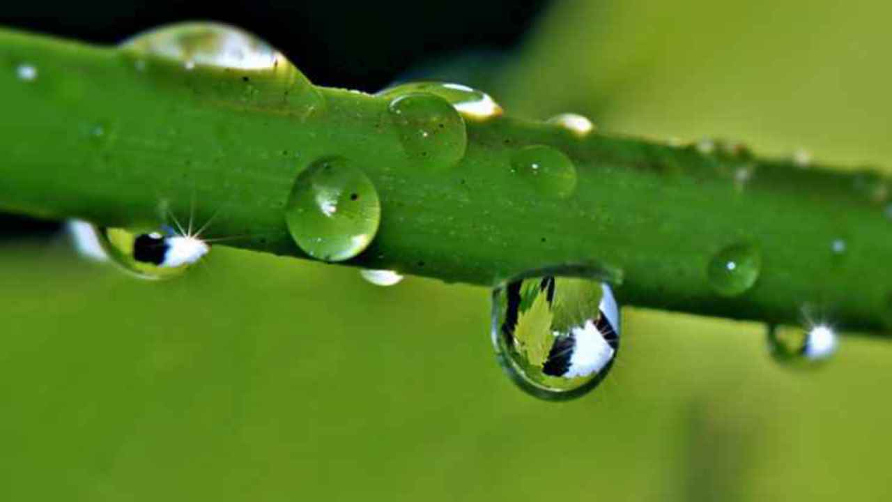 salvare pianta da acqua