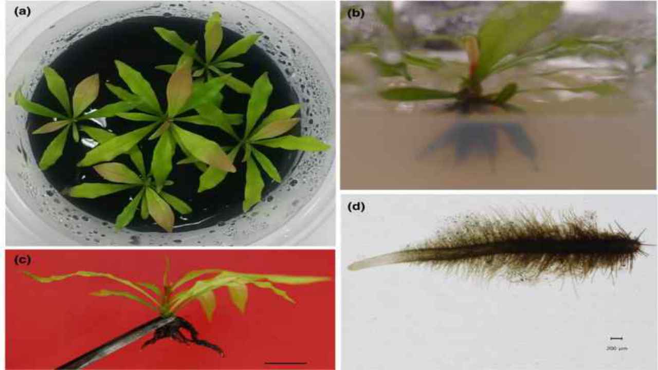 cos'è la triphyophyllum peltatum