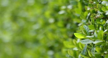 Giardino incolto del vicino: oltre al fastidio si può procedere in qualche modo?