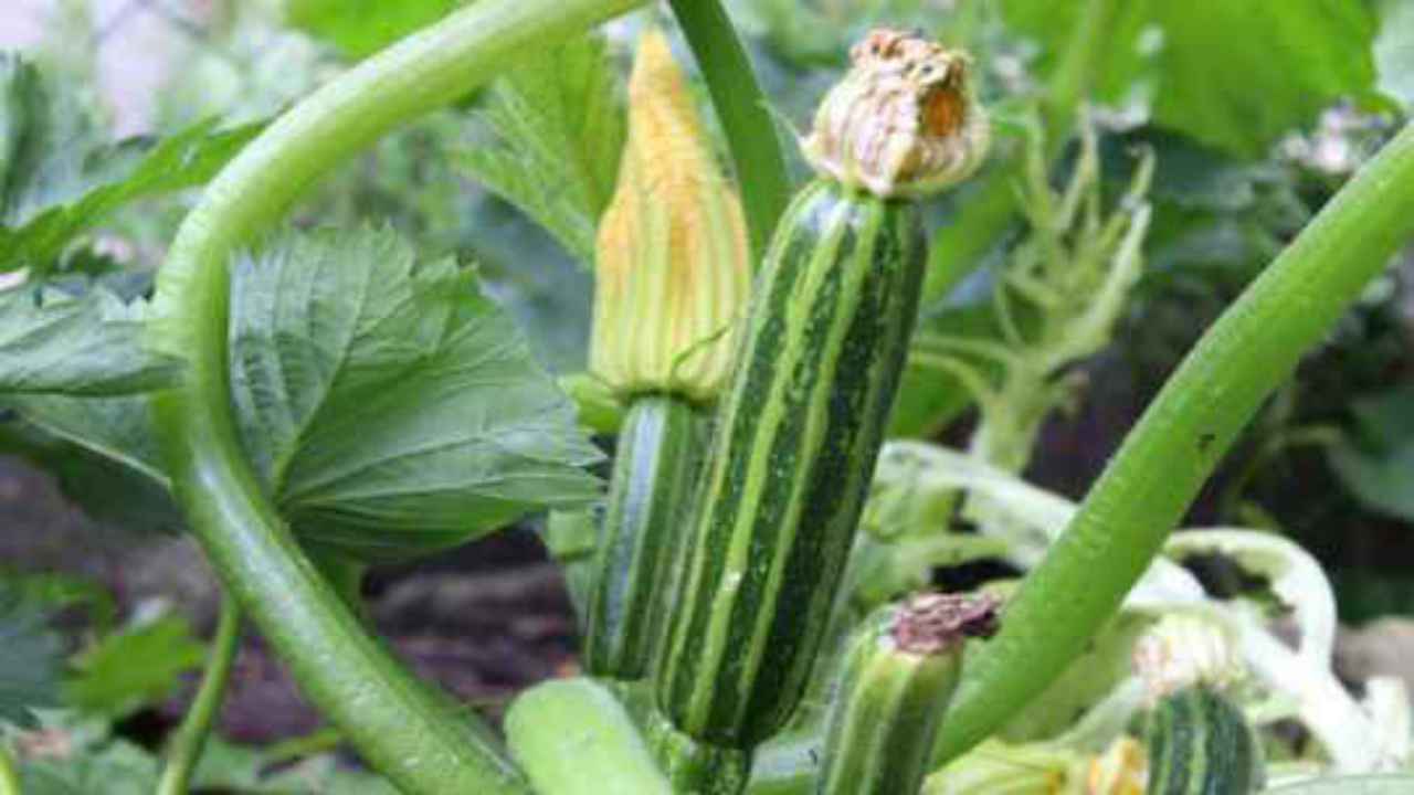 eliminare germogli zucchine