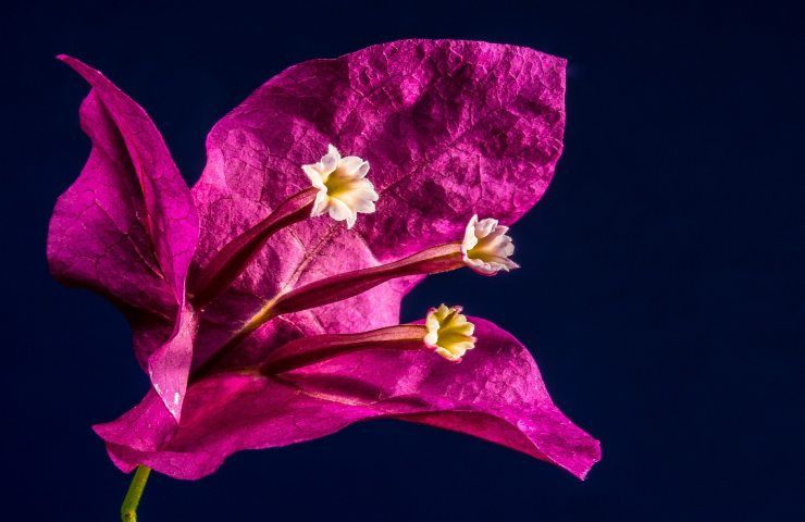 Bouganville viola fiore
