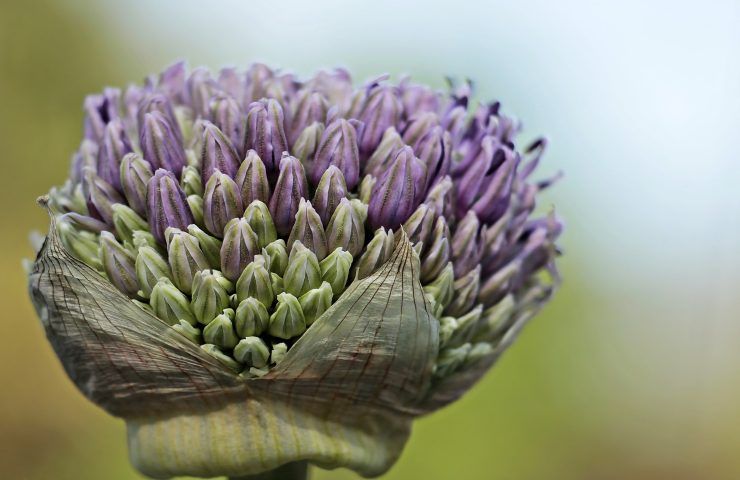 Porro coltivazione fiore 