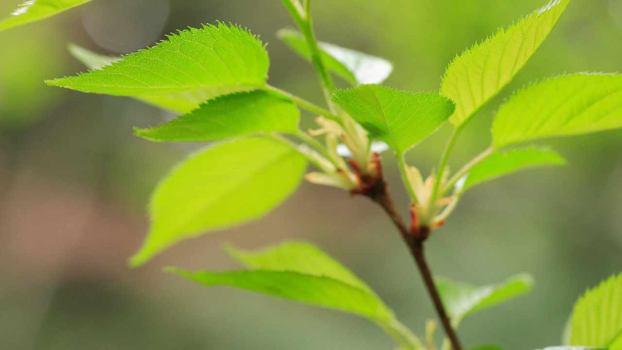 si può fare il liquore con le foglie del ciliegio