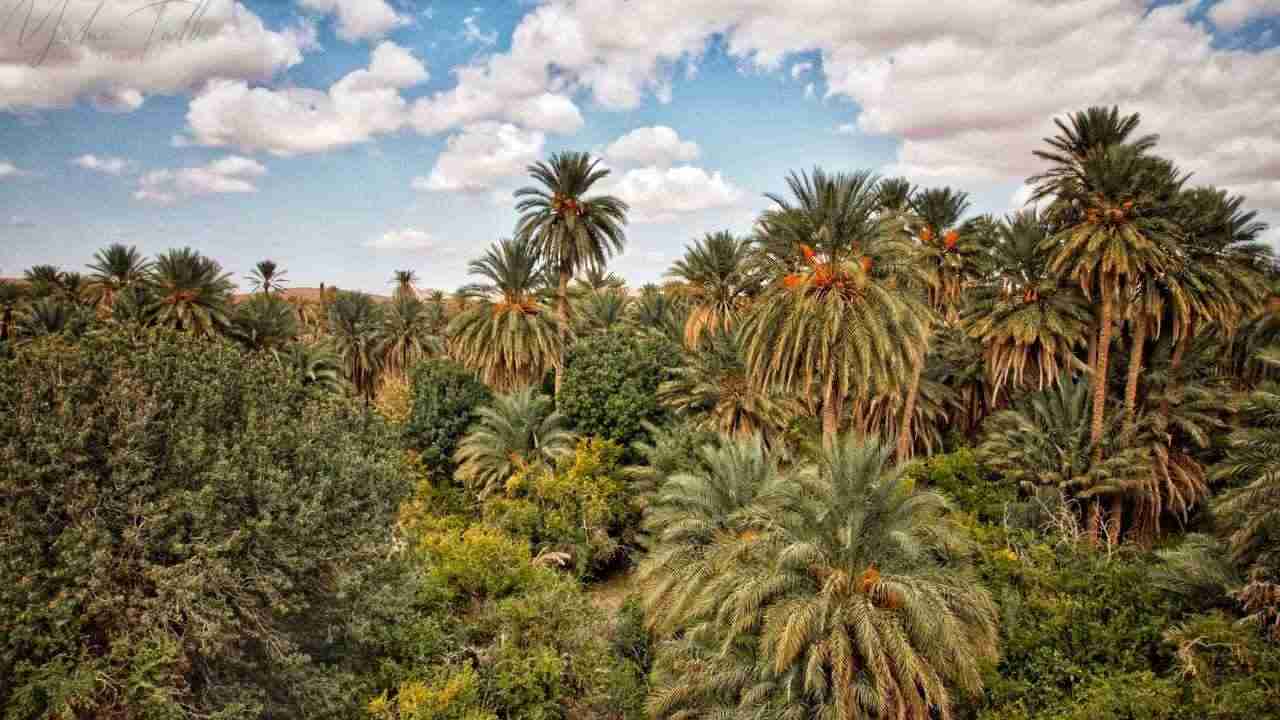 alberi velenosi nel mondo