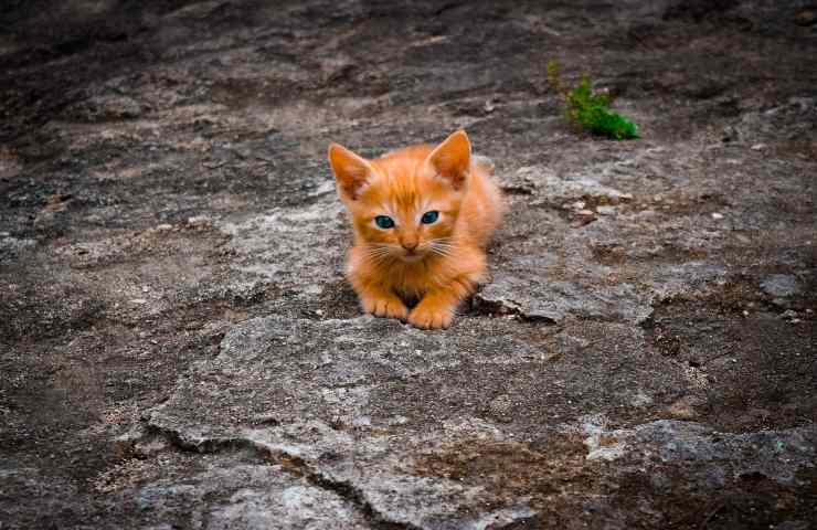 scusa gattino furti organizzati