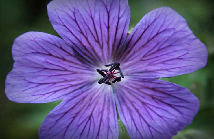 come moltiplicare fiori geranio