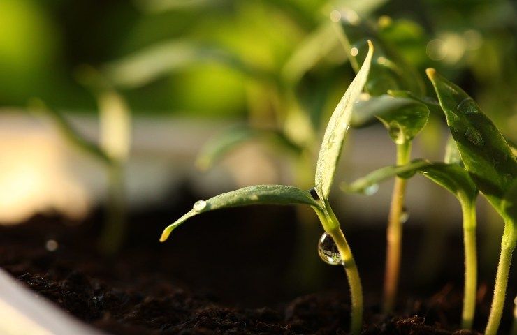 pianta coltivazione germogli