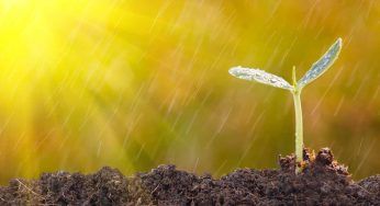 Cornunghia: scopriamo di più sul concime organico per orto e frutteto