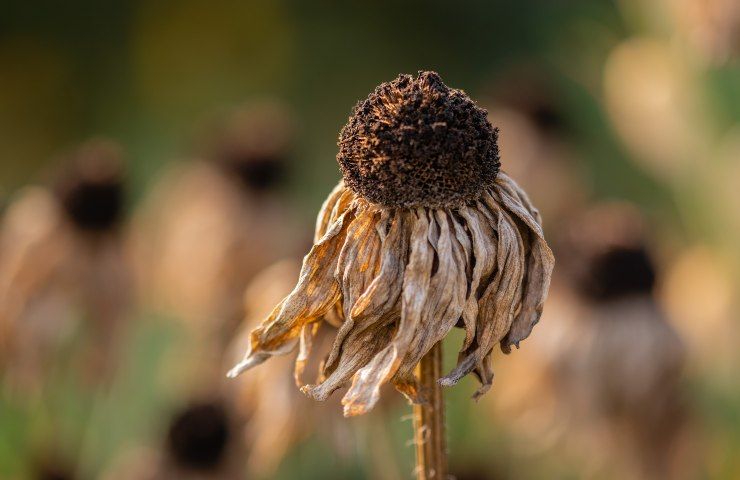 siccità e rialzo temperature pericolo ambiente