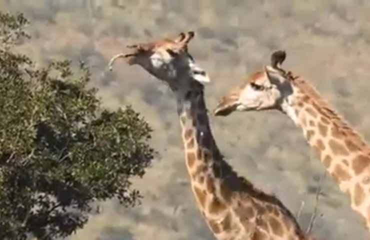 video di giraffe che mangiano ossi