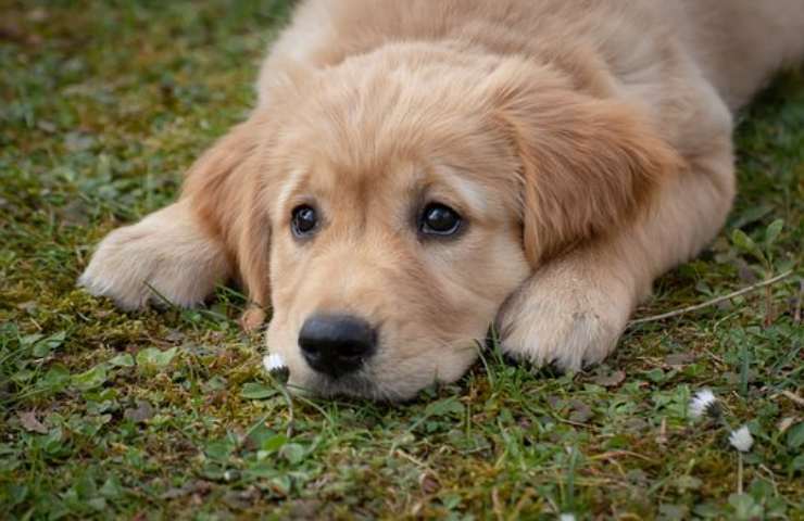 cane golden retriever video virale