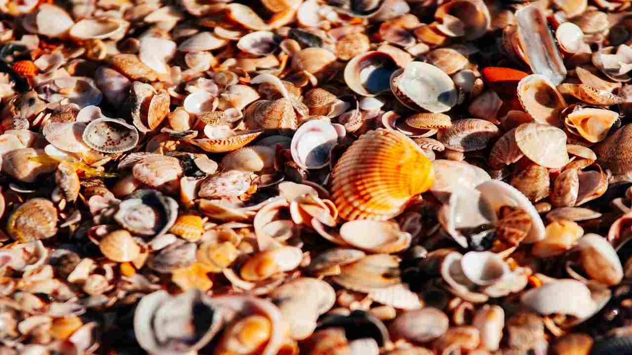 raccogliere conchiglie vietato per legge