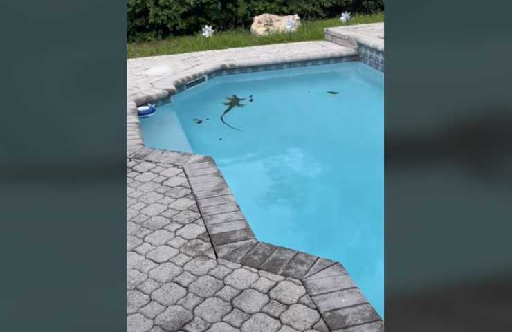 iguana pescata in piscina