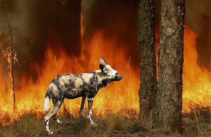 incendi regione Puglia pericolo fauna