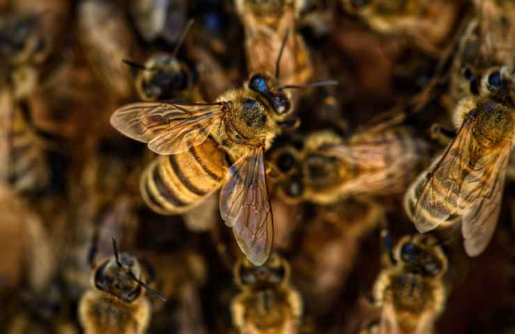 allarme estinzione api