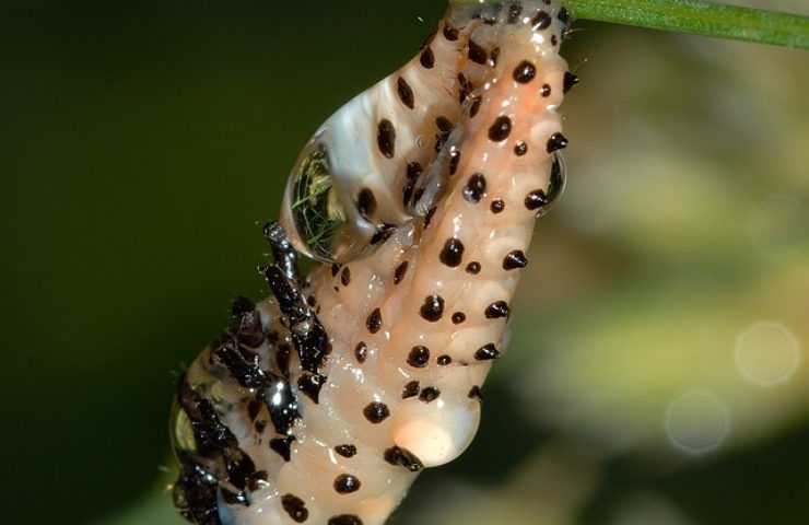 larva mangia polistirolo 