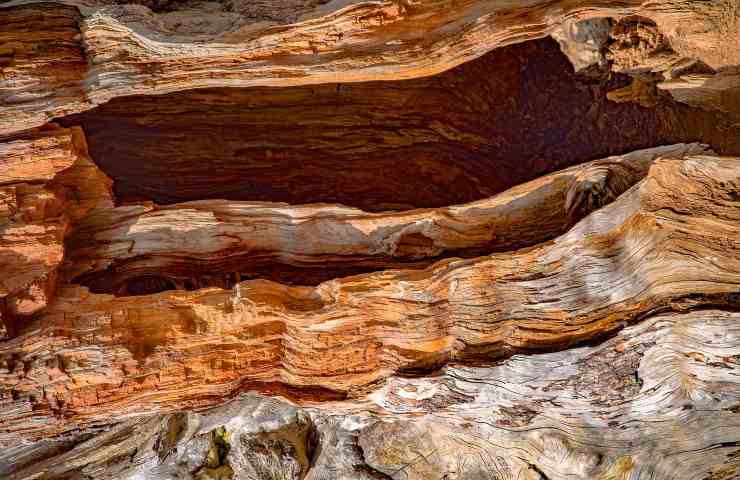 legno di cedro aroma antitarme