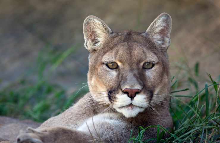 che verso fa il puma