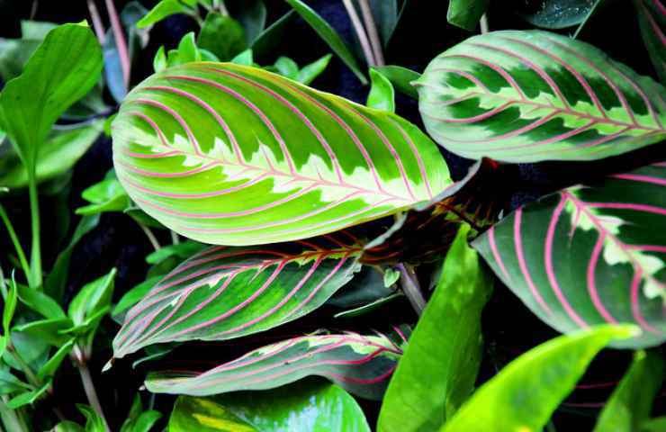 cura pianta maranta