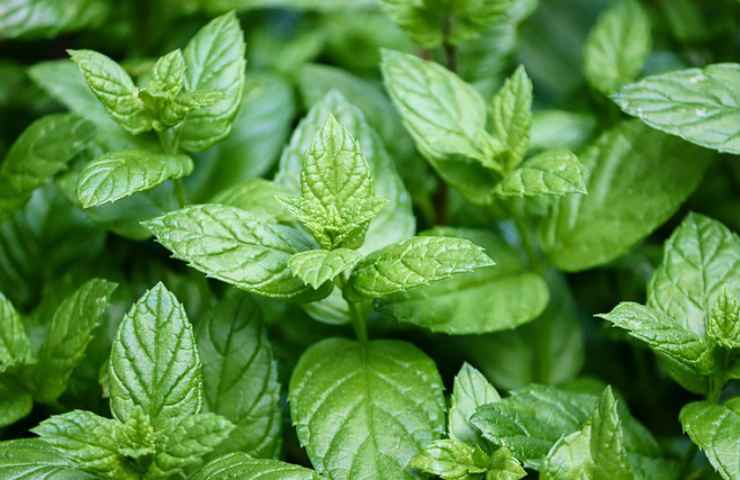 menta come rimedio per le lucertole