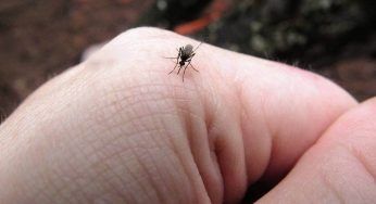 Troppe zanzare in Italia: perché e quali rischi si corrono