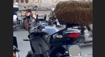 Roma, sciame di api sulla moto: cosa fare in questi casi?