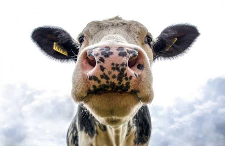 eliminare le mucche per salvare il pianeta la proposta irlandese