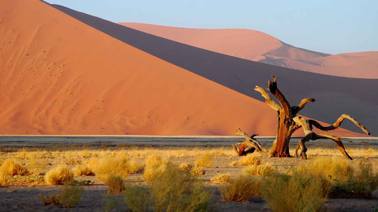 ragno del deserto bianco pericoloso