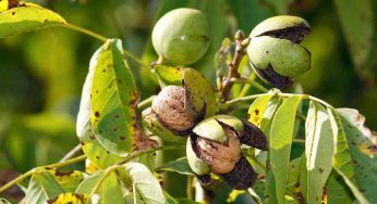 Perchè a giugno tanti cercano le noci: l’ottimo motivo