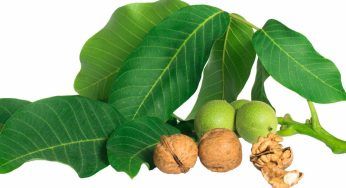 Noci non mature, sono ottime così: la ricetta