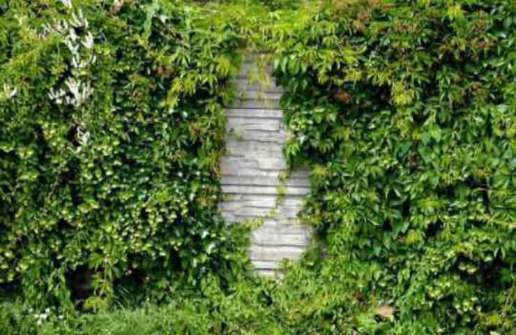 distanza alberi giardino