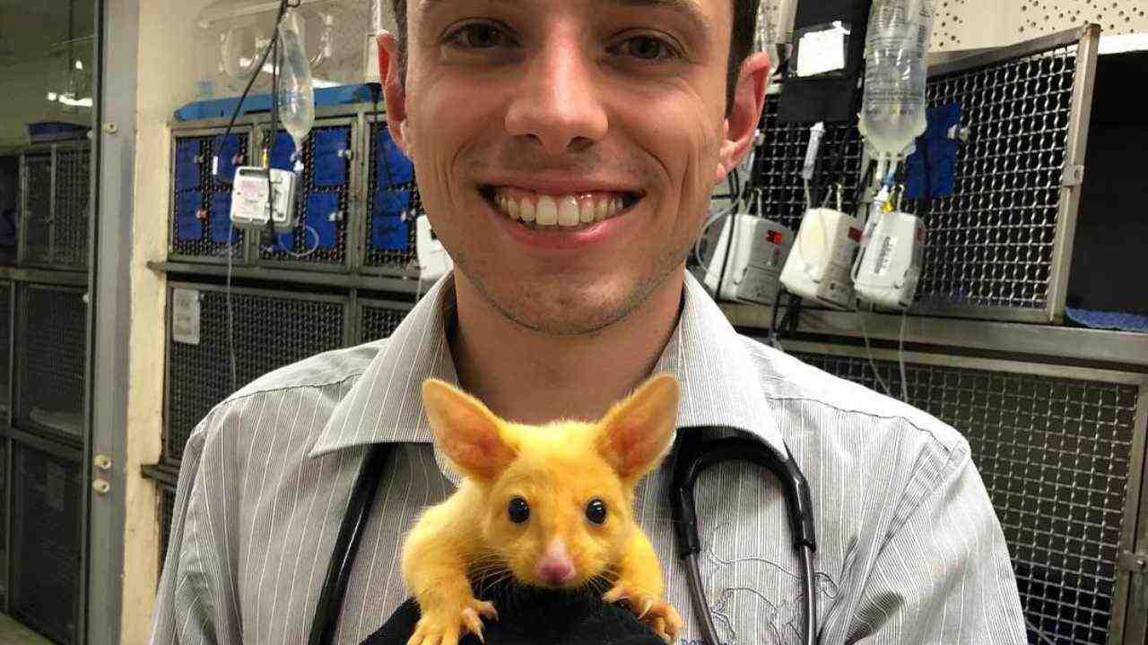 opossum dorato cosa è