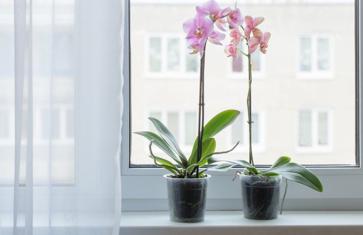 spazi verdi orchidea consigli radici