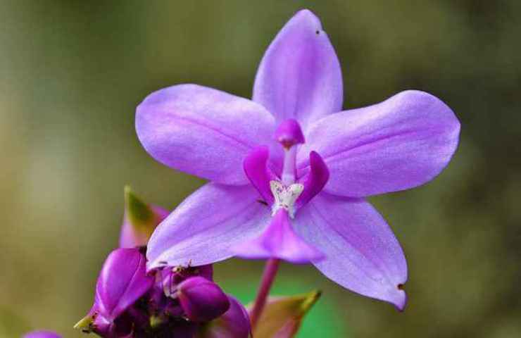 come riprodurre orchidea