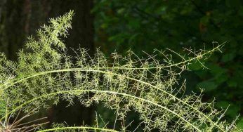 Asparagina, credi che la situazione sia critica? Puoi curarla così