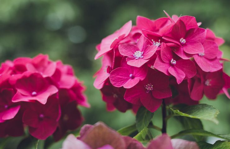 come piantare ortensie