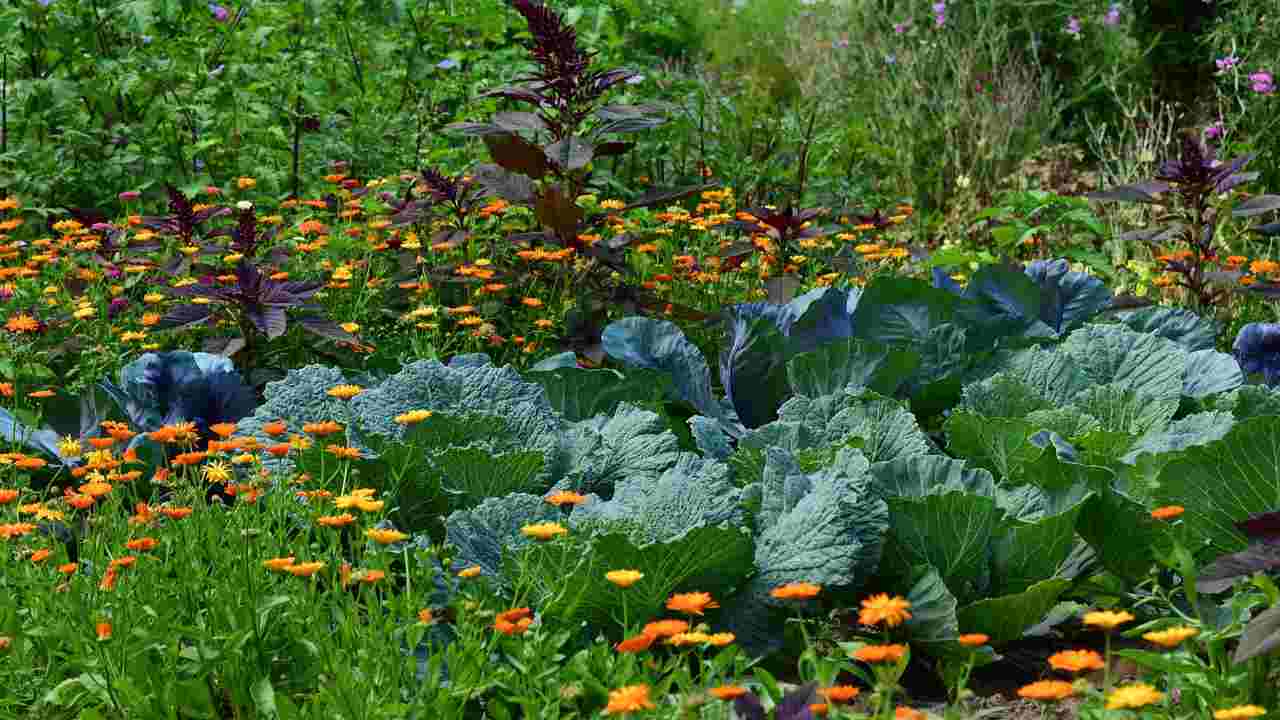 orto giugno fiori 