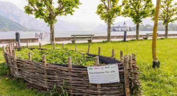 Orti urbani, perché rappresentano una soluzione contro l’inquinamento e per l’ambiente?