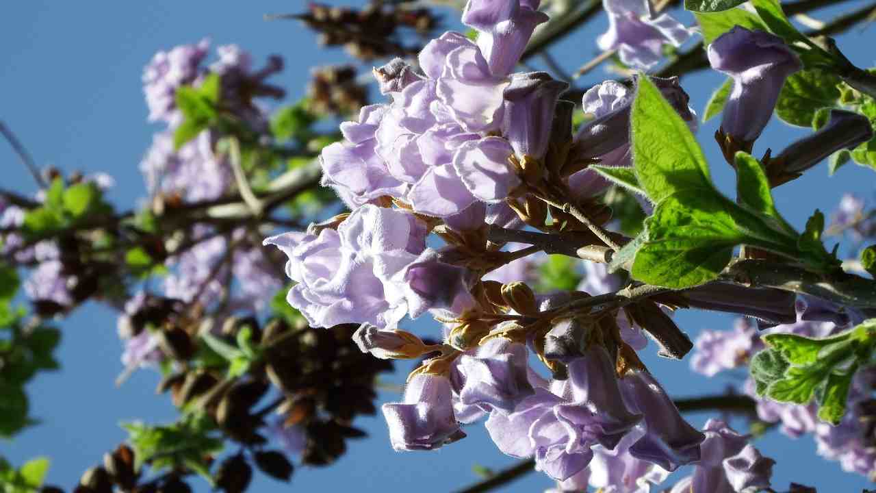 paulonia pianta fiori