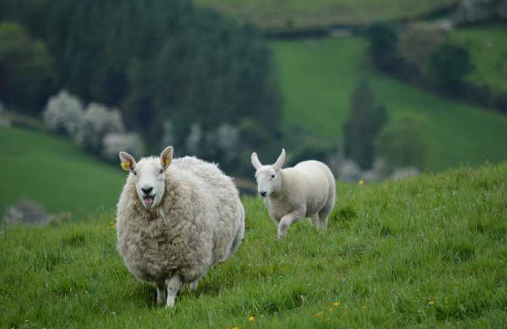 irlanda è polemica per la proposta di abbattere le mucche